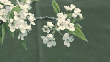 kiraz çiçekleri yakın çekim