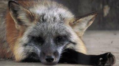 Pozisyon dinlenme yükselen Fox.