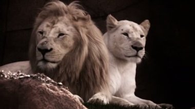 Aslan ve doğada dişi aslan