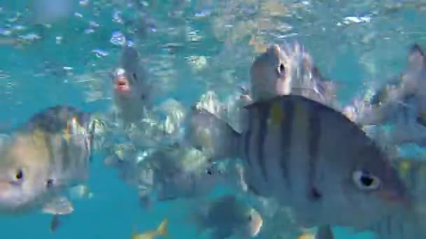 Plongée avec tuba et poissons d'océan — Video