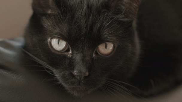 Beautiful house cat shot — Stock Video