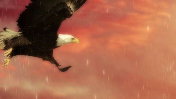 Águila calva americana en vuelo — Vídeo de stock