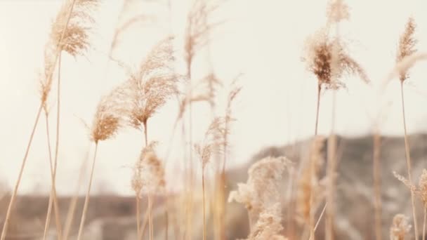 Cattails soplando en el viento — Vídeos de Stock