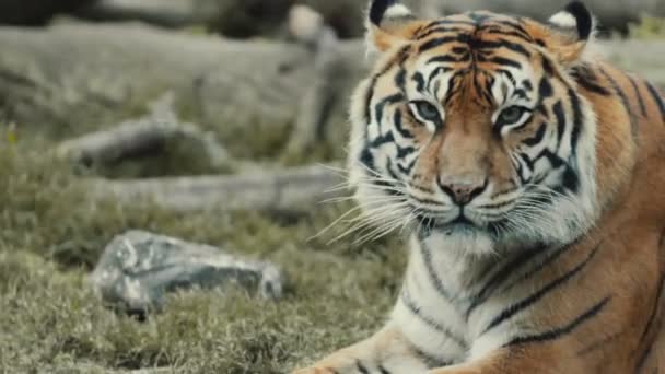 Un tigre de cerca en un entorno exótico natural — Vídeo de stock