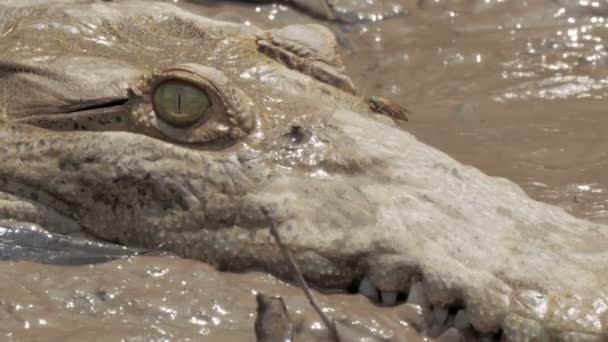 Crocodilo na natureza . — Vídeo de Stock