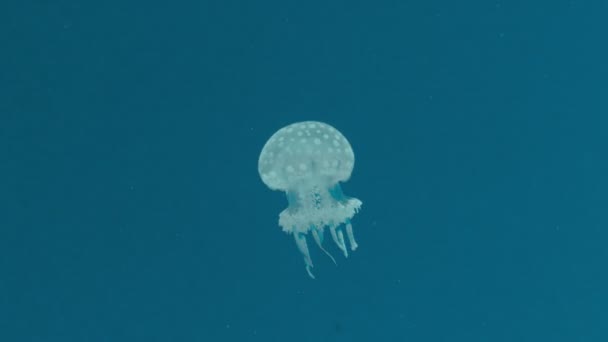 Плавание мелких медуз. — стоковое видео