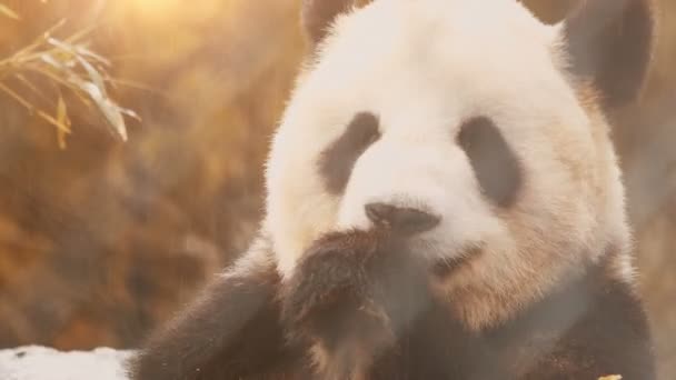 Panda gigante comiendo bambú — Vídeos de Stock