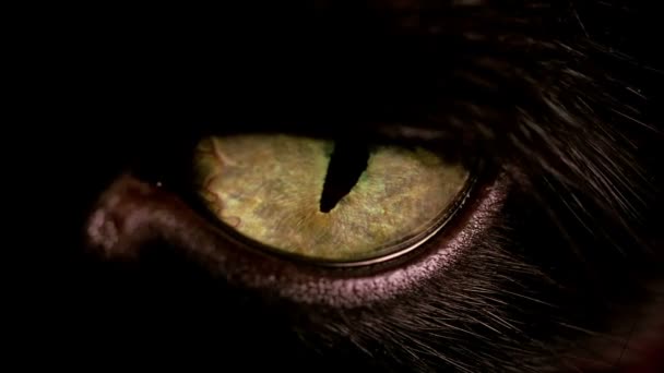 Makroansicht des gelben Auges einer schwarzen Katze.
