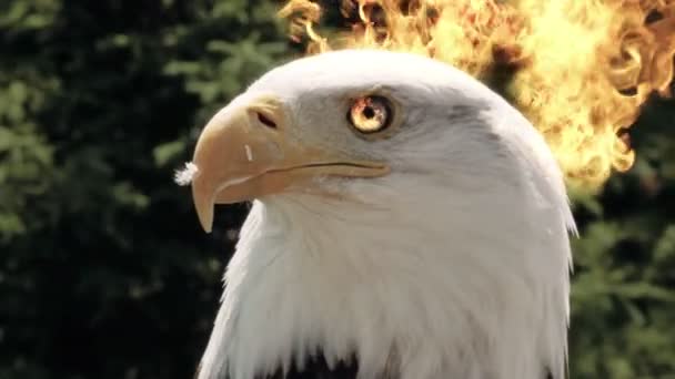 Amerikanischer Adler in Flammen — Stockvideo