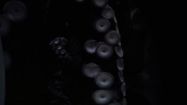 Octopus onderwater zwemmen — Stockvideo