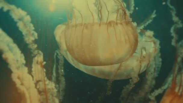 Jellyfish in the depths — Stock Video