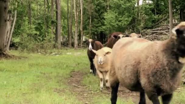 Ovejas pasando la cámara — Vídeo de stock