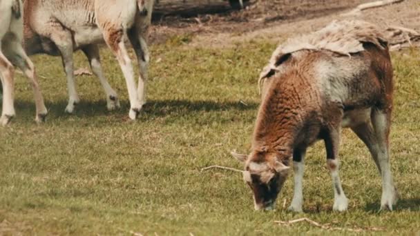 Mouflon sheep grazing — Stock Video