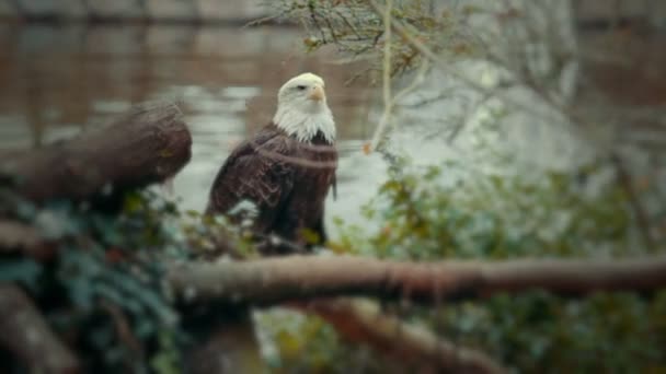 American Eagle bir ağaç üzerinde — Stok video