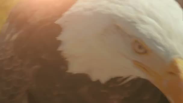 American eagle i naturen — Stockvideo