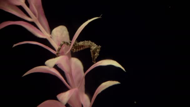 Baby seahorse onderwater — Stockvideo