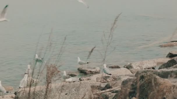 Las gaviotas acuden a una playa — Vídeos de Stock