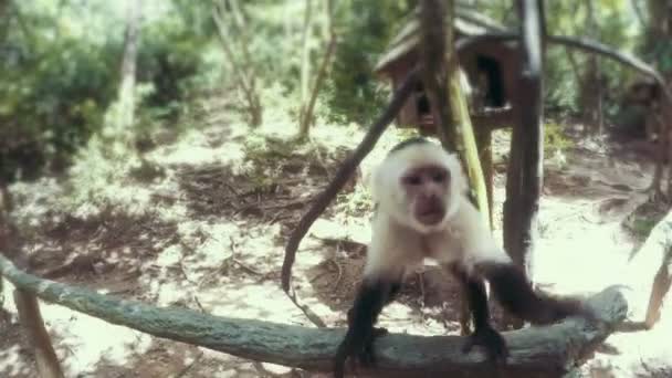 Macaco tentando roubar uma câmera — Vídeo de Stock