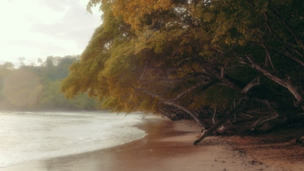 Дивовижний вид на дикий тропічний пляж — стокове відео