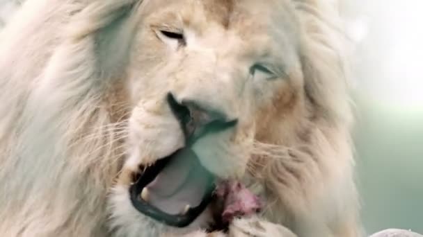 León africano comiendo — Vídeo de stock