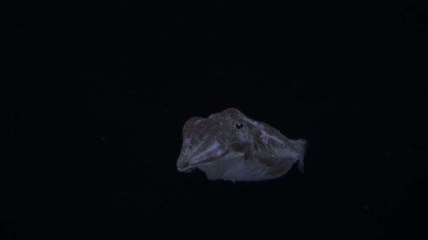 Syvänmeren seepia pyydystetty — kuvapankkivideo