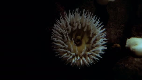 Большой морской анемон — стоковое видео