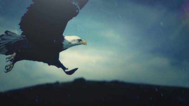 Aigle d'Amérique volant à travers une tempête — Video