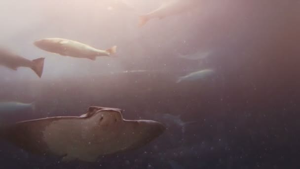 スティングレイ泳ぐオーバーヘッド — ストック動画