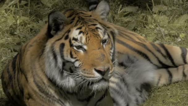 Stor vild tiger — Stockvideo