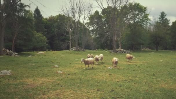 Ovejas vagando por un campo — Vídeo de stock