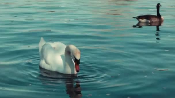 Красивый лебедь в озере . — стоковое видео