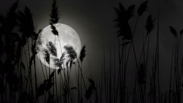 Harvest moon görünümünü — Stok video