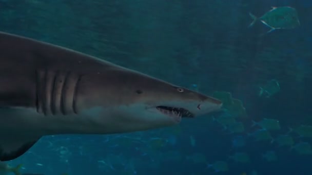 Акула проходит рядом с камерой . — стоковое видео