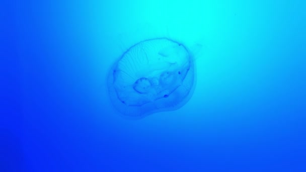 Moon Jellyfish swimming in the deep — Stock Video