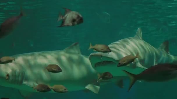 Aproximam-se dois tubarões — Vídeo de Stock