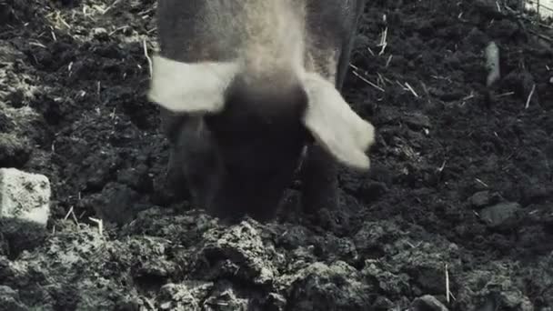 Свинья в грязи — стоковое видео