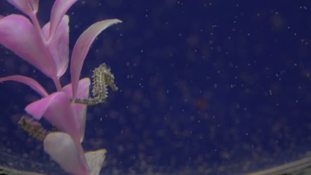 Baby seahorse onderwater — Stockvideo