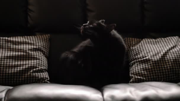 Gato negro aseo sí mismo — Vídeo de stock