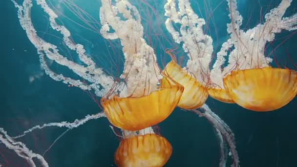 Медузи в глибинах — стокове відео