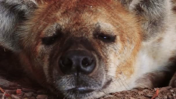 Extreme closeup of a resting hyena — Stock Video