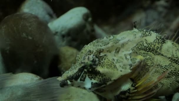 小型热带鰕虎鱼 — 图库视频影像