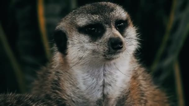 Meerkat крупним планом — стокове відео