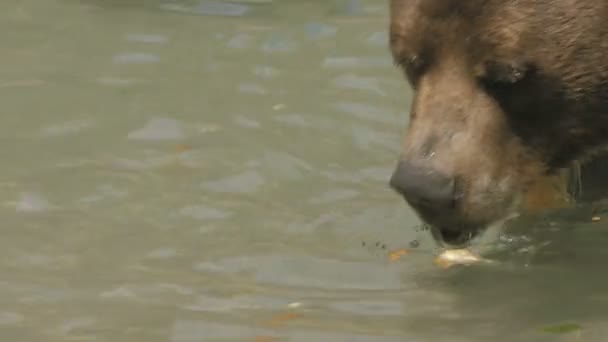 Oso pardo nadando — Vídeo de stock