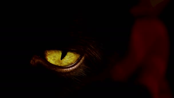 Macro view of a black cat 's yellow eye . — стоковое видео