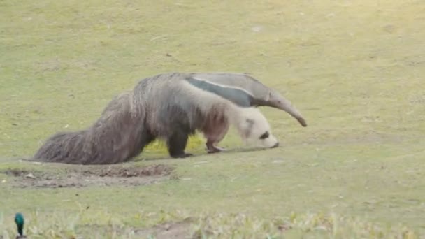 Giant Anteater prata en promenad — Stockvideo