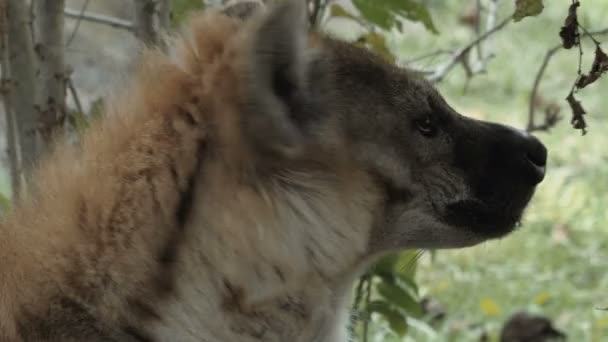Wild gevlekte hyena — Stockvideo