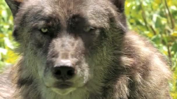 Волк в природе крупным планом — стоковое видео