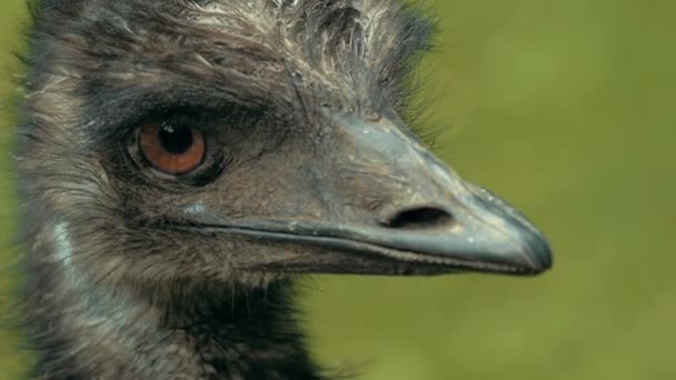 Wild emu ostrich — Stock Video