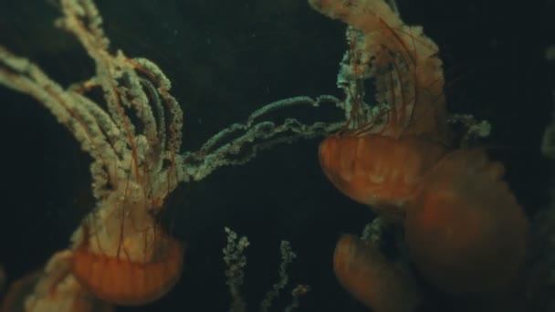 W głębi Jellyfish — Wideo stockowe