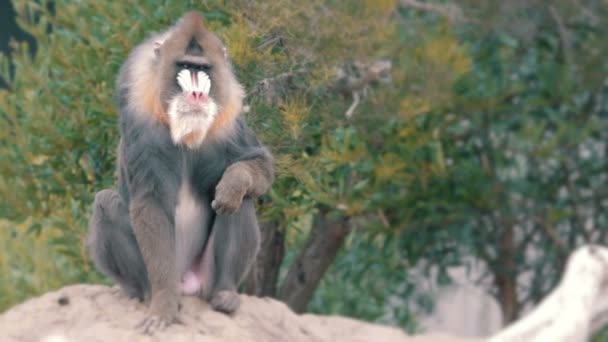 Macaco na natureza — Vídeo de Stock